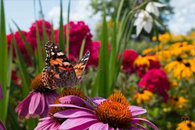 pollination