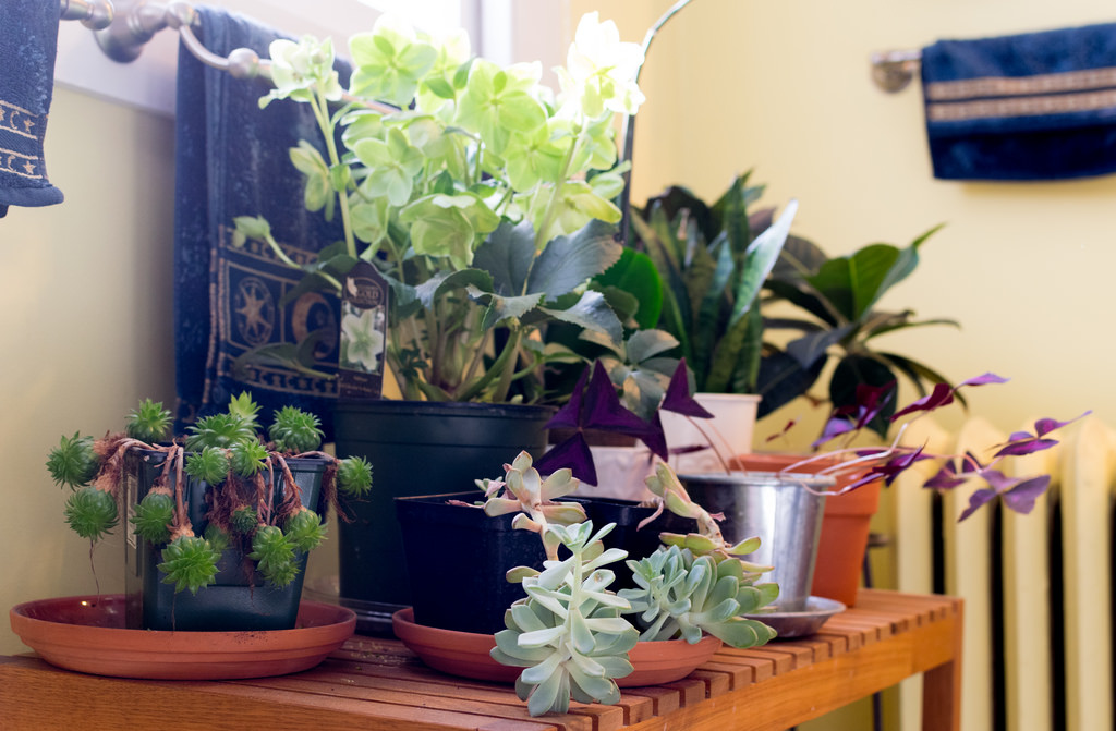 Planting your way to a beautiful bathroom